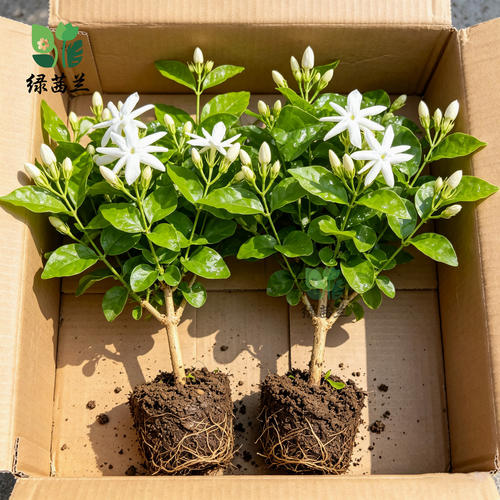 重瓣笔尖茉莉盆栽浓香型好