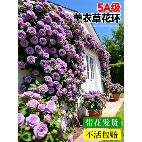 爬藤母本月季蔷薇花苗四开