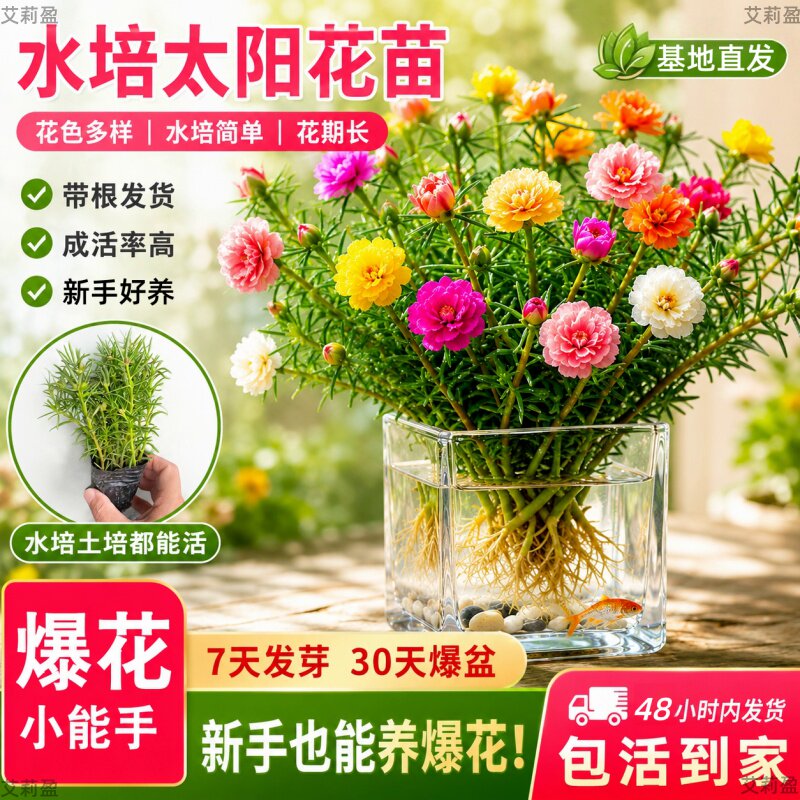 水培植物重瓣太阳花苗盆栽大花老桩办公室内懒人适合养的花卉绿植