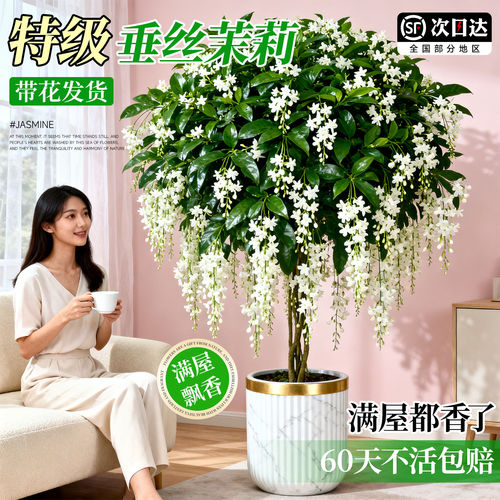 特大垂丝茉莉盆栽带花苞老