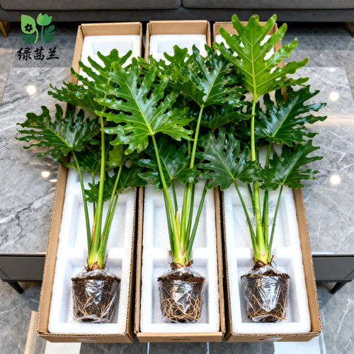 春羽绿植盆栽水培物龙鳞老