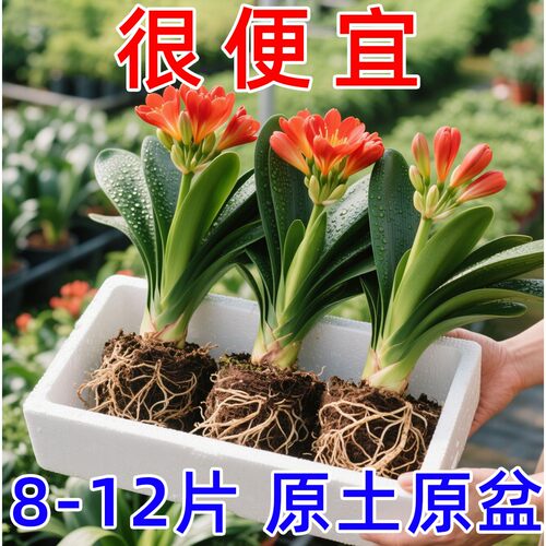 君子兰盆栽开花植物室内蝴