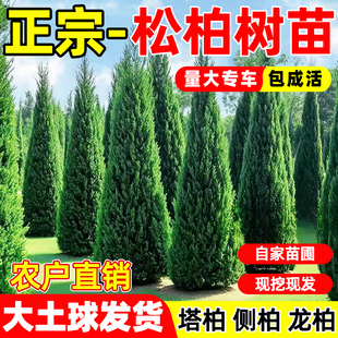 松柏树苗四季常青地栽树苗柏树塔柏侧柏道路绿化易活好养圆柏蜀桧