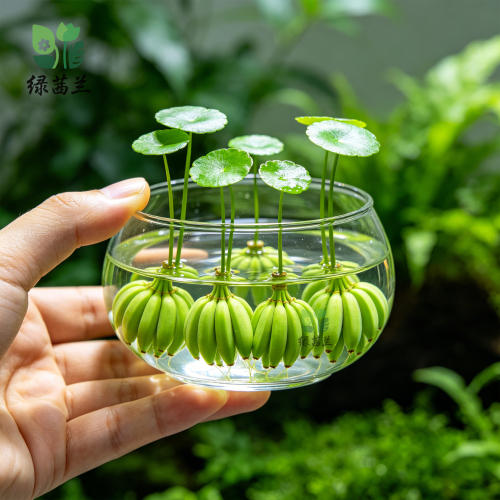香蕉草水鱼缸专用植物净化