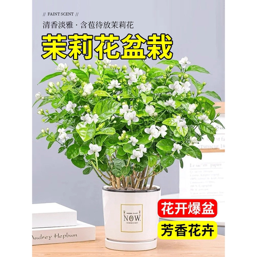 茉莉花苗盆栽带苞九里香老