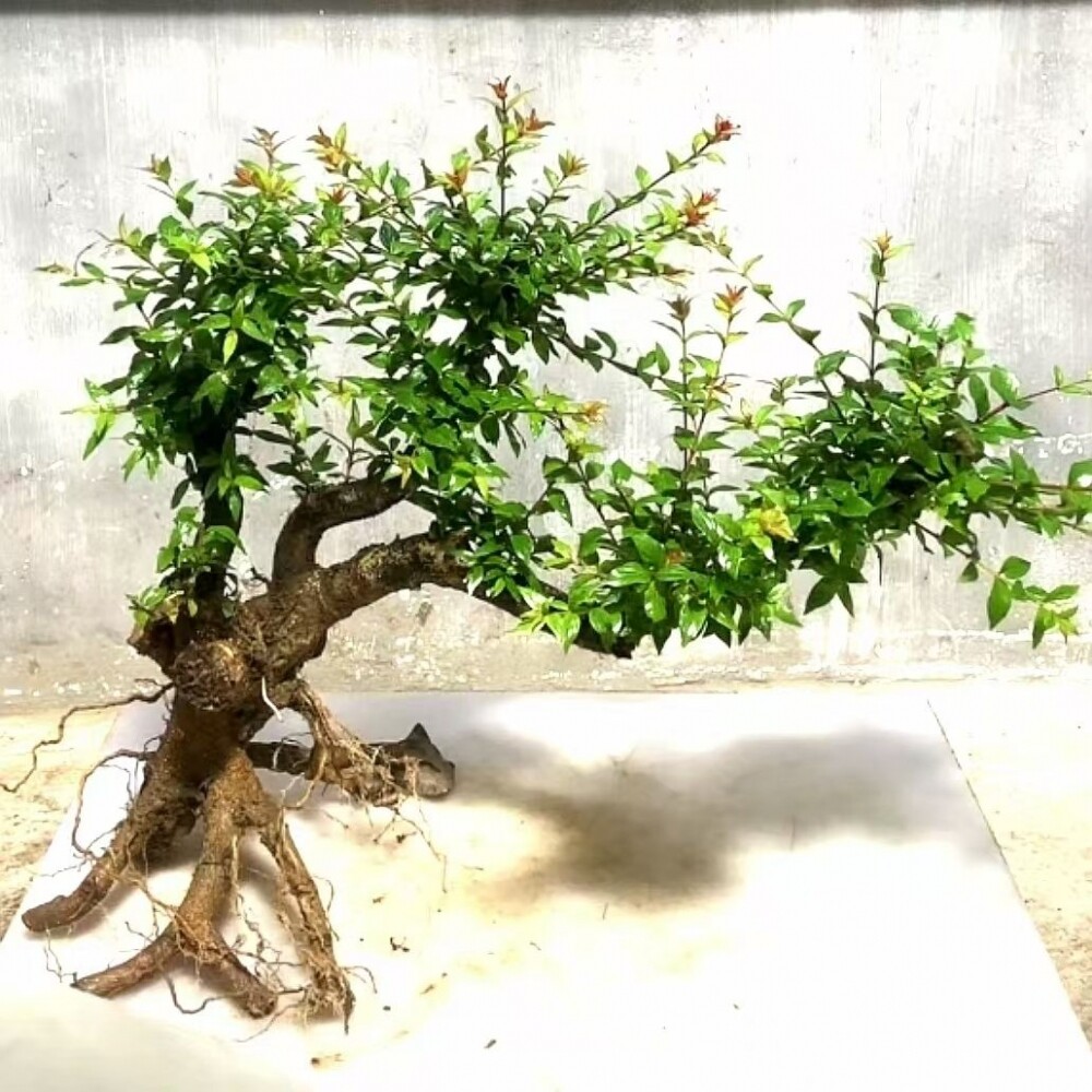 水杨梅水培老桩生态鱼缸造景绿植水草雨林水陆盆栽净化懒人植物