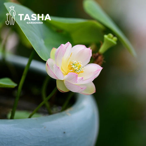 塔莎的花园碗莲水培植物四