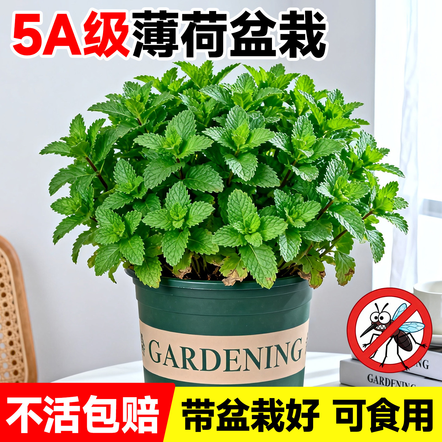 薄荷盆栽驱蚊可食用留兰香薄荷叶水培植物迷迭香室内绿植花卉大盆