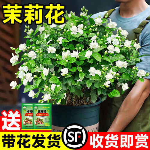 茉莉花苗盆栽带苞九里香老