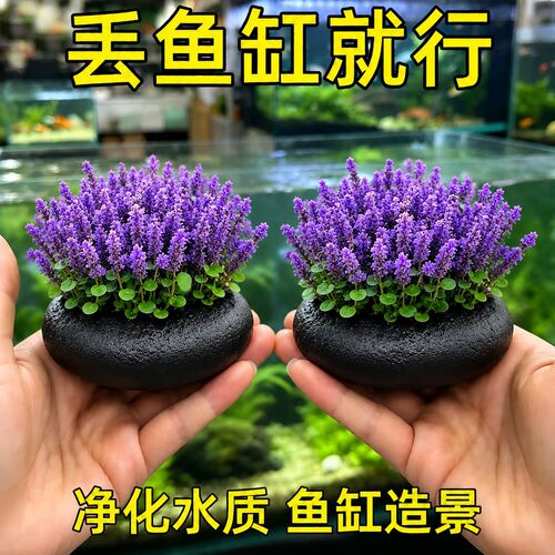 薰衣草坨小圆叶水鱼缸淡植