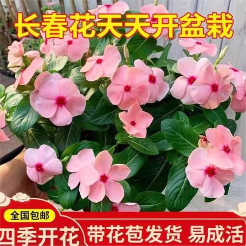 长春花天开盆栽四季观五叶