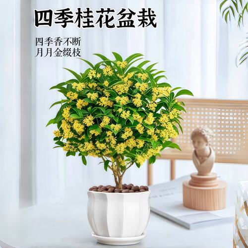 四季桂花盆栽树苗开植物室