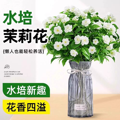 茉莉花水培植物盆栽带苞办