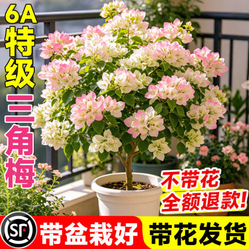 三角梅老桩树苗盆栽带花苞
