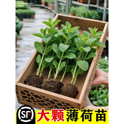 薄荷秧苗可食用室内植物盆