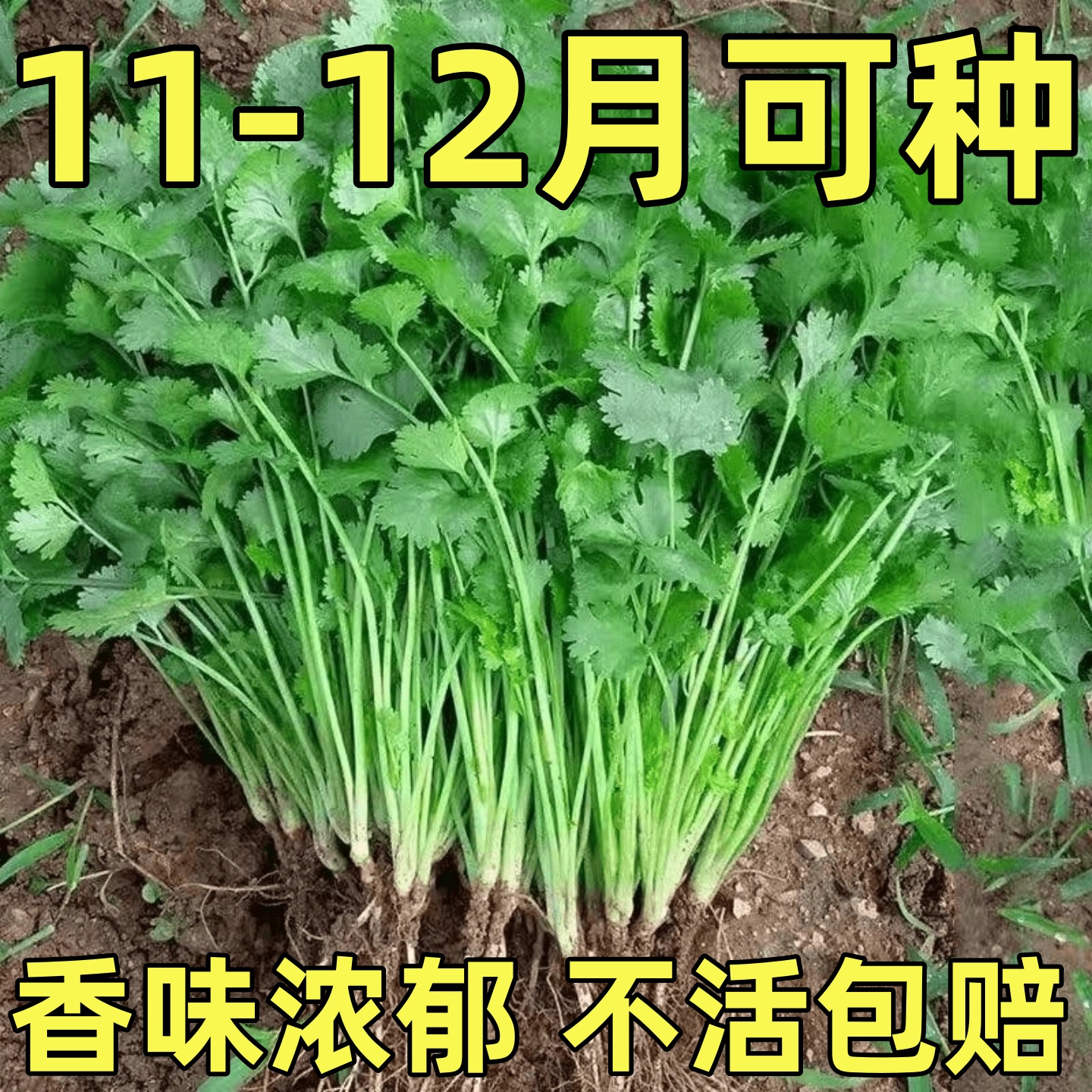 农家小叶香菜种子苗春夏秋冬四季盆栽蔬菜种籽耐寒适合阳台小香菜