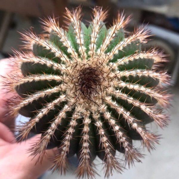 栉刺尤伯球仙人球稀有经典品种实生多肉植物 尤博球