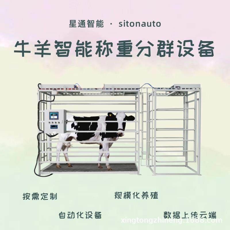 牛羊智能称重分群设备养殖场牧场称重设备牛羊养殖管理助手