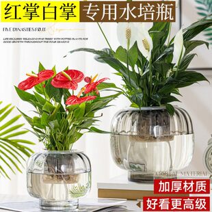 水培花瓶玻璃瓶红掌吊兰绿萝一帆风顺创意水养绿植插花大号花瓶子