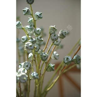 花曌 瓶鲜尤加利果鲜花尤加花果鲜果真果实可做干利家居新插花