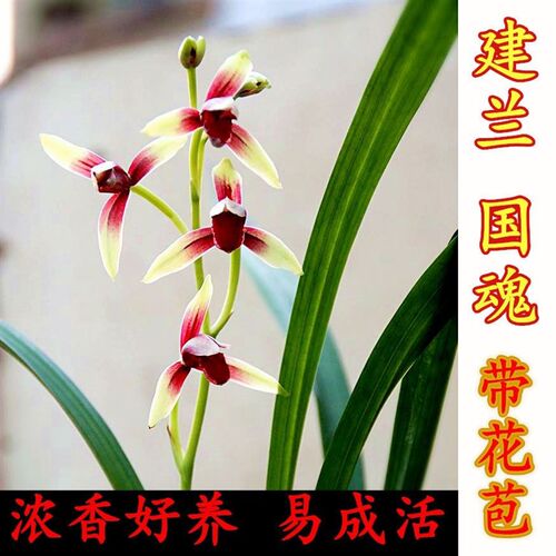 名国魂兰花苗带花醉正宗浓香型高档建兰苞红素大贵高档四季兰稀有