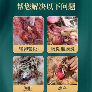 华畜兽用卵健鸡用大全输卵管炎增蛋宝金樱子党参脱肛肠炎增加产蛋