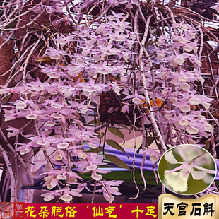 天宫石斛苗 临安斛 云南红河o建水种源板植垂枝多花超仙粉紫仙境