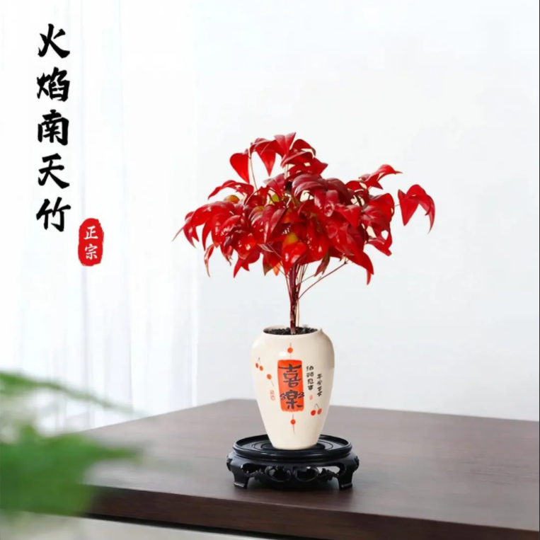 【下单立减50】火焰南天竹盆栽耐寒耐热四季常青好养活禅意绿_Y01,女士内衣/男士内衣/家居服,短袜,淘宝优惠券,粉丝福利购,淘宝优惠卷