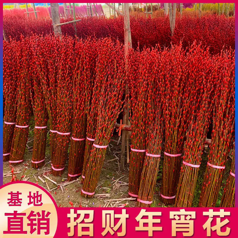 【下单立减50】银柳真花鲜枝喜庆花卉彩红色银柳干花彩色柳枝_WH
