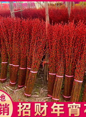 【下单立减50】银柳真花鲜枝喜庆花卉彩红色银柳干花彩色柳枝_WH