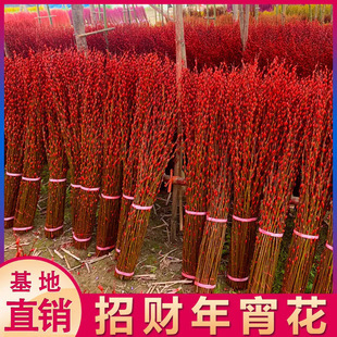 【下单立减50】银柳真花鲜枝喜庆花卉彩红色银柳干花彩色柳枝_WH