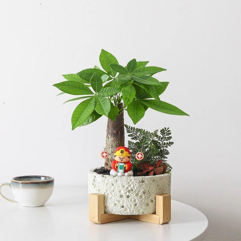 发财树盆栽植物室内净化