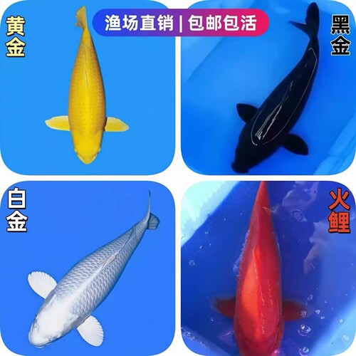 龙凤锦鲤黄金黑金锦鲤冷水观赏鱼