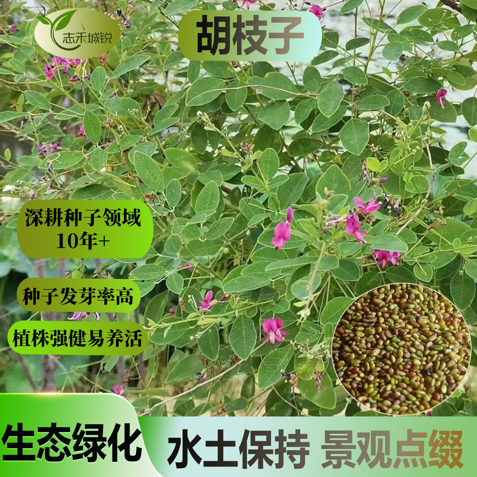 志禾城锐胡枝子种籽好养活护坡固土水土保持草籽生态修复种子