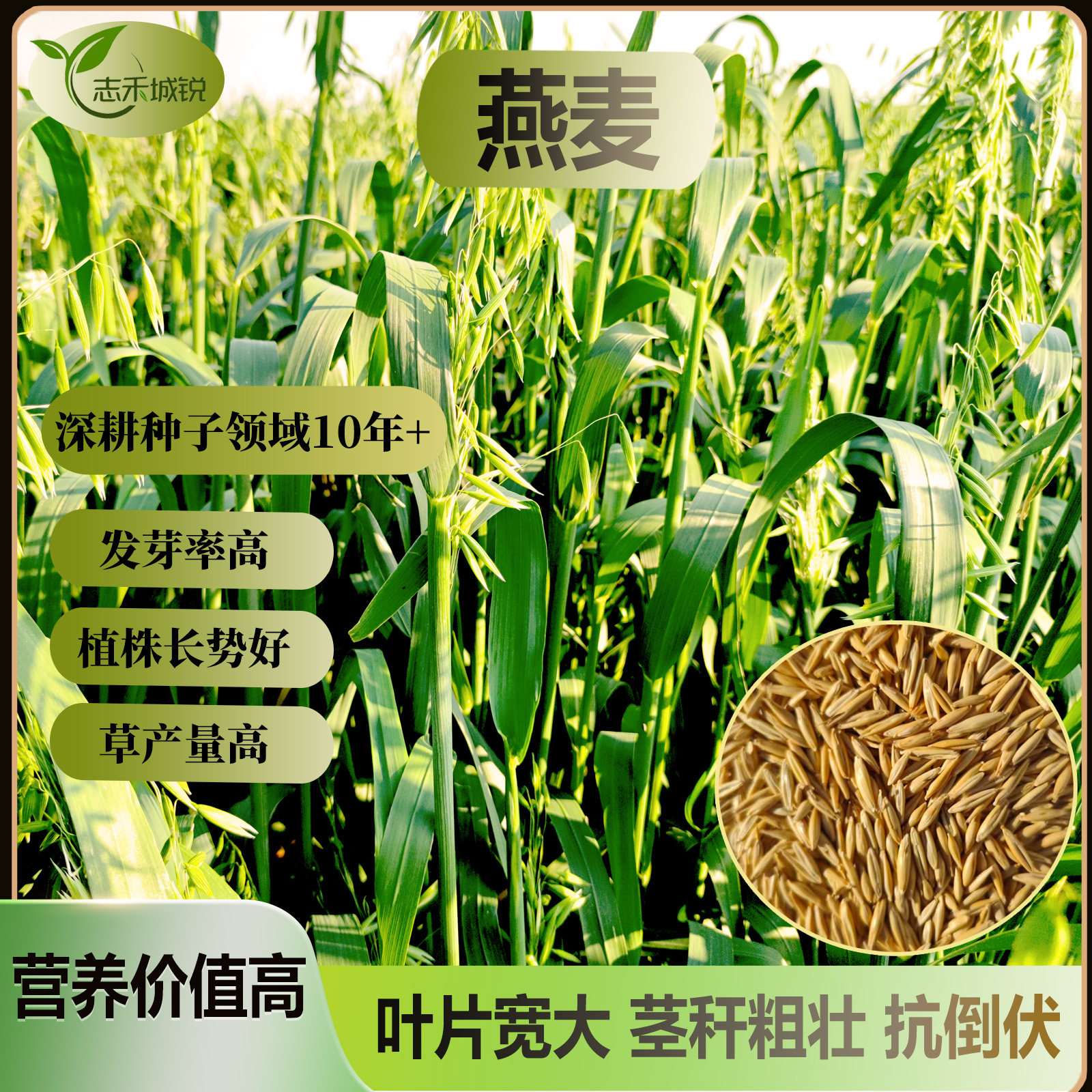 燕麦草种子饲用燕麦种子