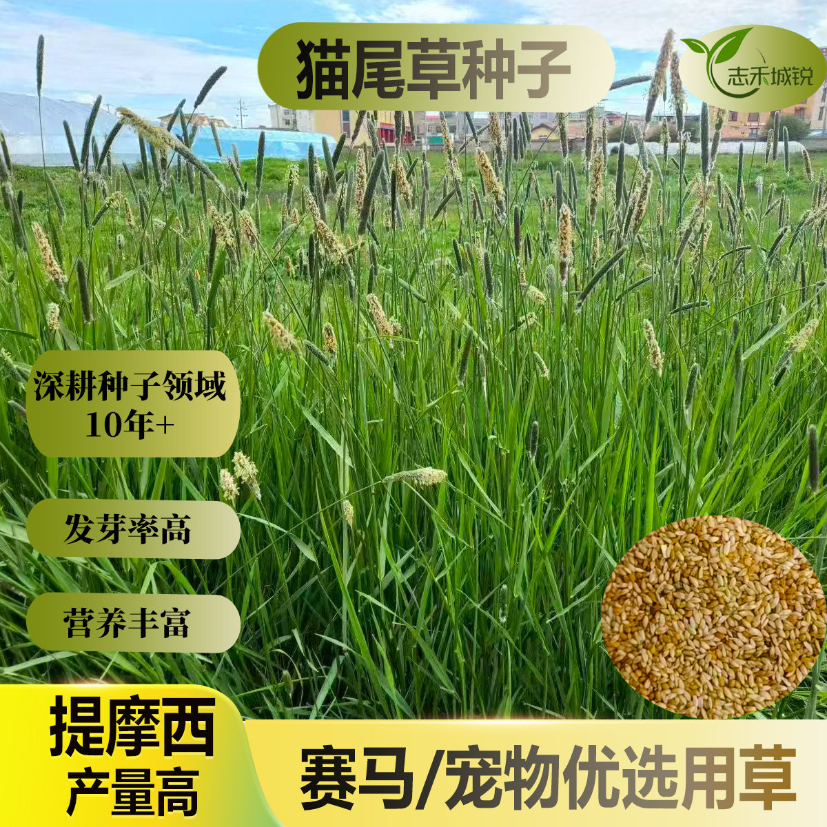 志禾城锐猫尾草种子提摩西瑞牧发芽率高赛马宠物优选用草牧草种子
