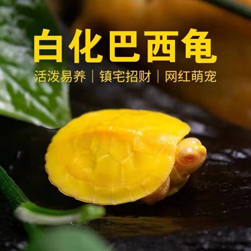 乌龟活物黄金巴西龟宠物红耳白化变异小乌龟网红深水龟好养耐活