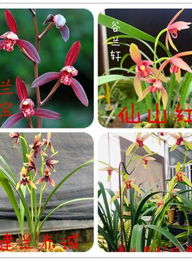 建兰铭品 墨宝 赤诚 贵妃醉酒 仙山红兰花苗红花带花苞浓香型花卉