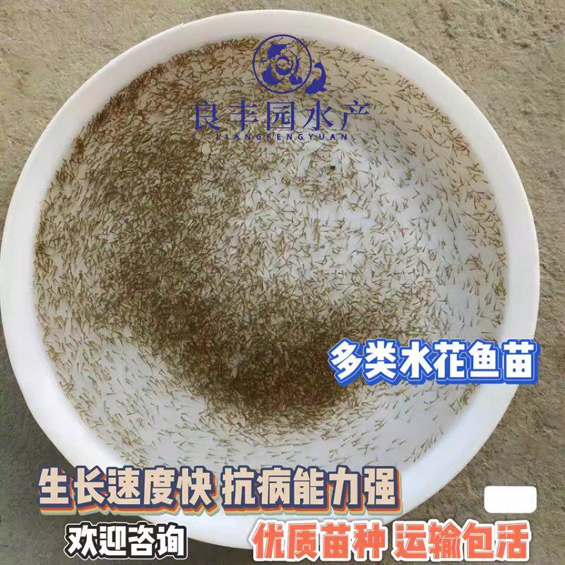 红草金鱼水花观赏鱼活体冷水鱼龙鱼乌龟活食饲料练手耐养小鱼苗