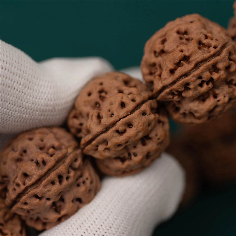 巨型安娜毕业级尼泊尔大金刚菩提子超巨大尺寸28.2R9.30.31.3