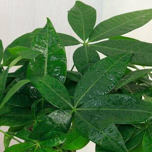 六棵发财】【室内好养护桌花卉面鲜tdcq-fcs活植物懒人绿树植盆栽