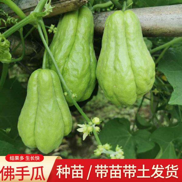 佛手瓜苗秧苗佛手瓜种瓜苗蔬菜种籽蔬菜苗扶手瓜幼苗秧种瓜苗四季
