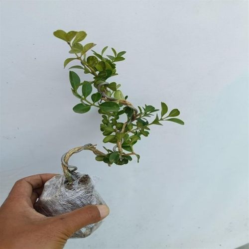 造型黄杨盆景四季常o青茶室书桌办公室内观叶绿植净化空气好养盆