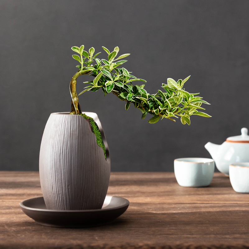 办公室桌面绿植摆件仿枯木纹花器大口径六月雪Q老桩蛋形花盆好养