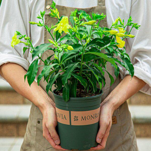 黄蝉花盆栽室内阳台室外花园庭院四季开花好养植物绿植花卉带花苞