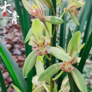 【大青】带花苞开花超级香四季建兰花室内室外好养易活兰花绿植