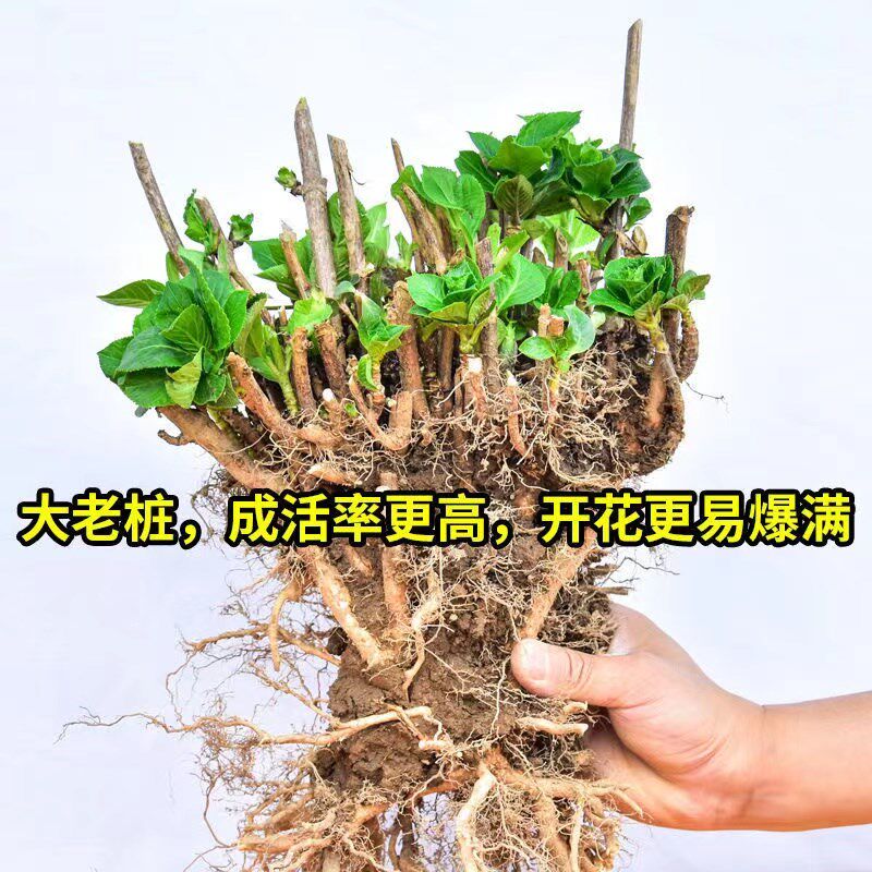 绣球花老桩无尽夏18年精品大苗庭院阳台盆栽八仙花变色大花球易活