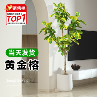 黄金榕盆栽花叶橡皮树室内客厅大型绿植高山榕落地摆件富贵榕好养