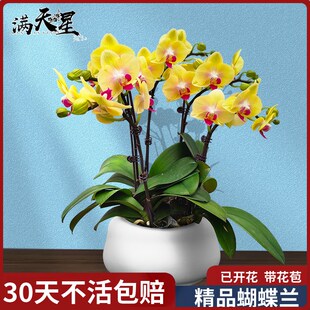 皇贵妃蝴蝶兰盆栽带花苞花剑大苗精品名贵兰花观赏植物花卉满天星