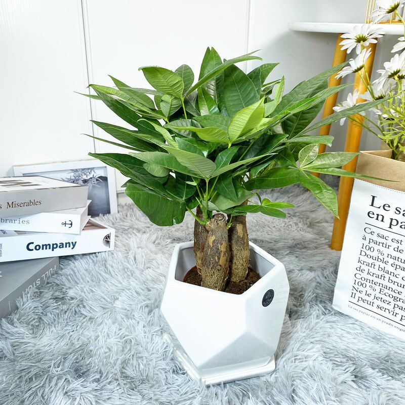 土培小发财树盆栽组合绿植园艺桌面小植物办公室成都花卉
